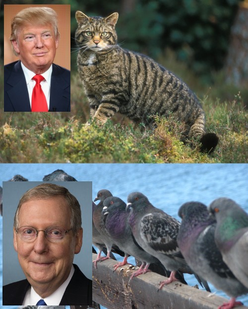 President Donald Trump: A cat among pigeons.