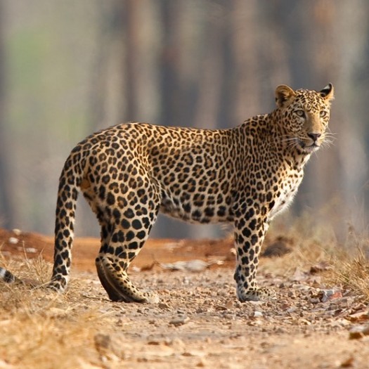 Leopards and the changing of spots.