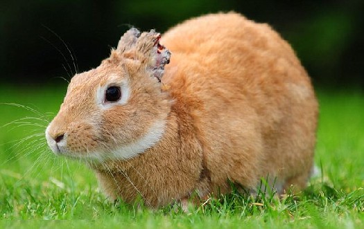 Colin the Rabbit: victim of a horrific, vile and sadistic attack.