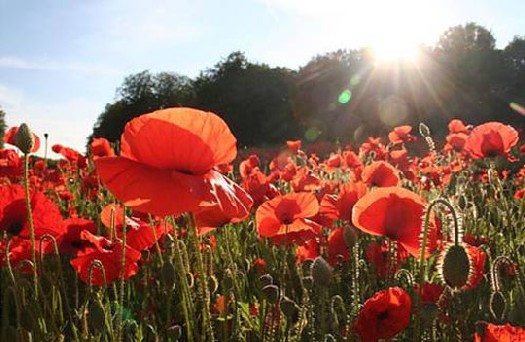 Remembrance Day: Tommy – a poem.