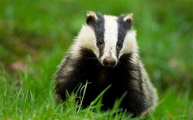 Badgers, Bovine TB and getting what you pay for.