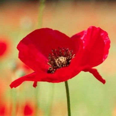 Remembering the fallen: Armistice Day 2010.