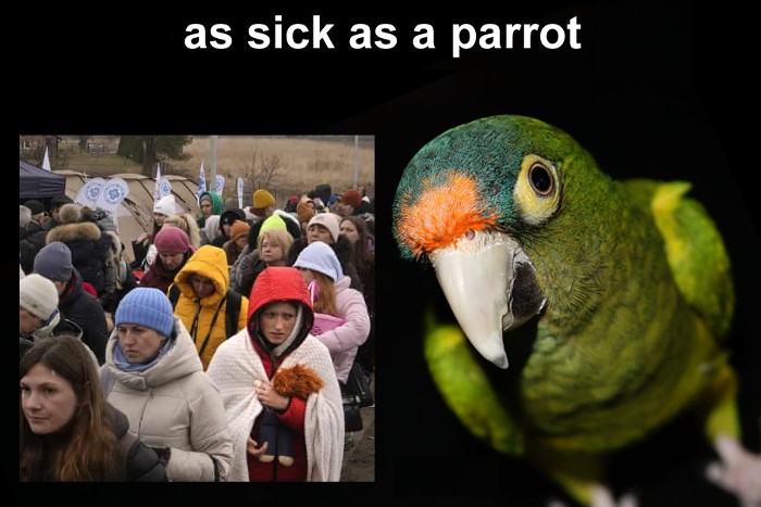 As sick as a parrot!