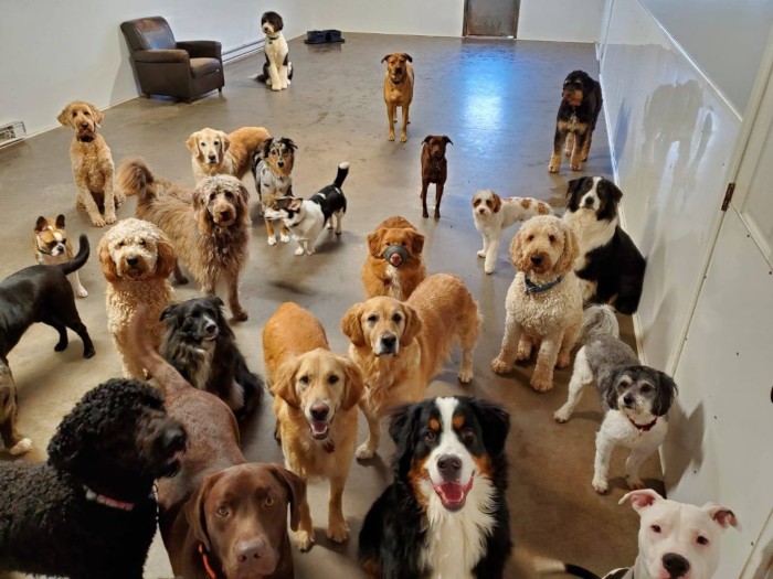 The Dogs that did NOT bark – In public!!!!!!!!