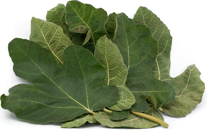 Searching for a fig leaf!